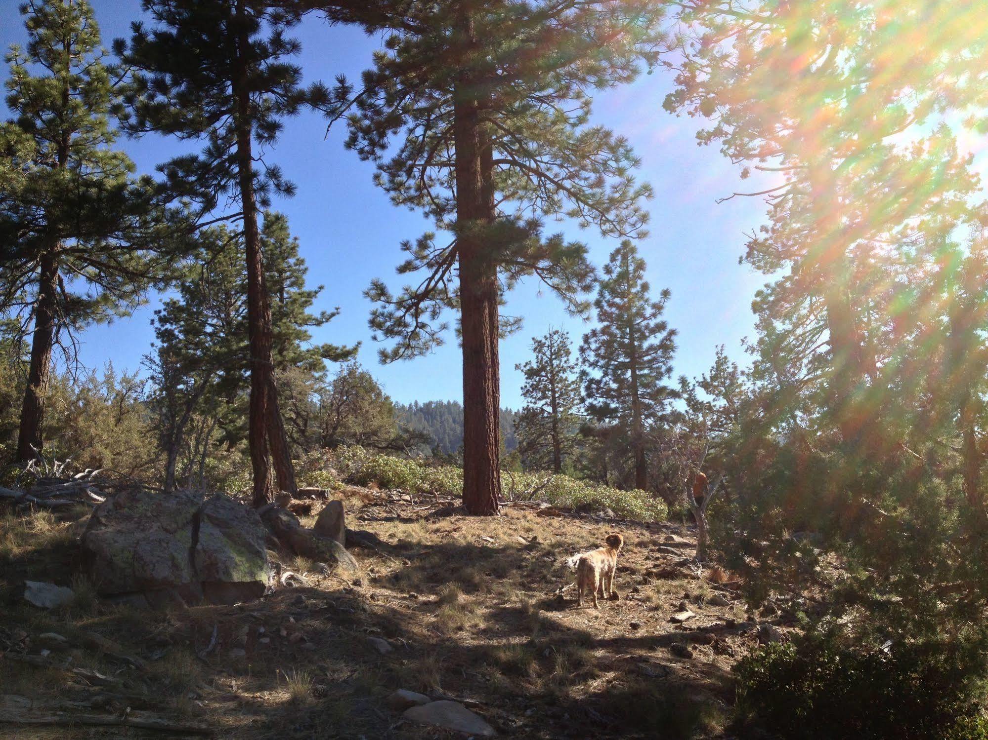 Villa Cienaga Creek Ranch à Lac Big Bear Extérieur photo